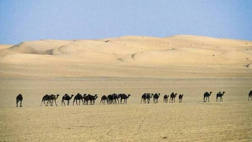 Le désert d'arabie saoudite avec des chameaux qui traversent TMPI Yeshiva
