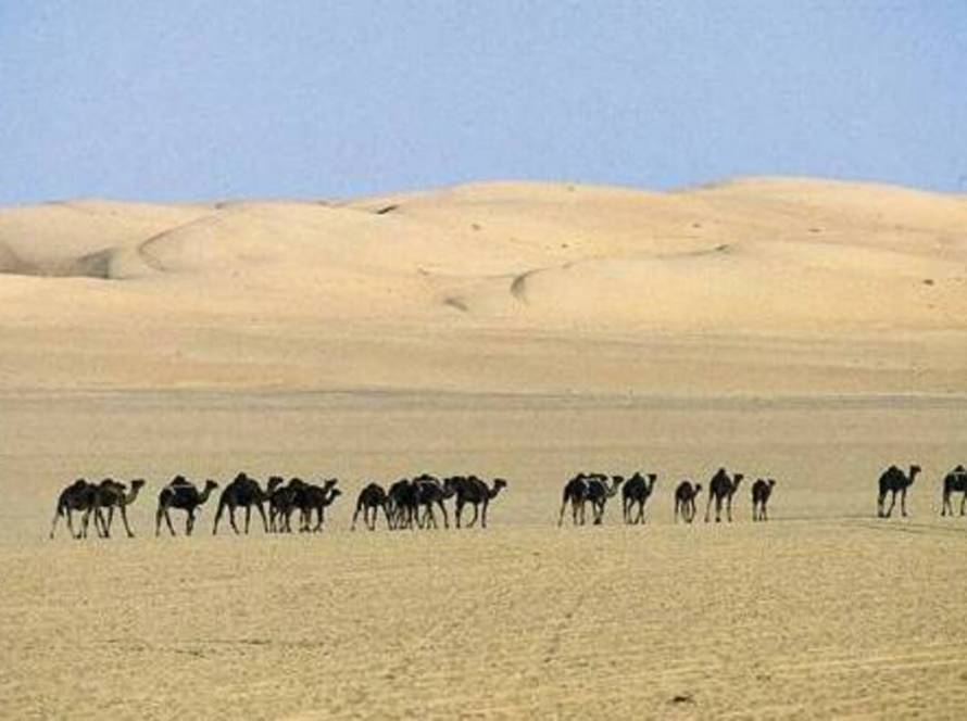 Le désert d'arabie saoudite avec des chameaux qui traversent TMPI Yeshiva